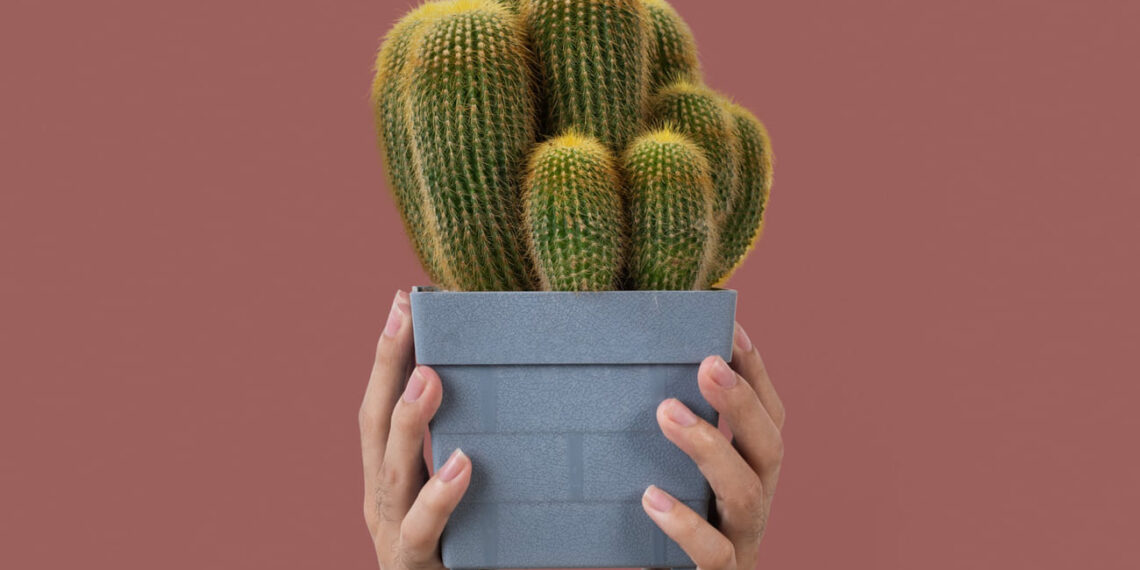 vasos quadrados suculentas cactos