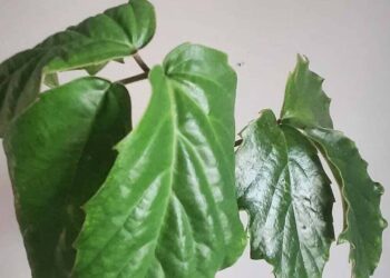 tetrastigmavoinierianum - castanha