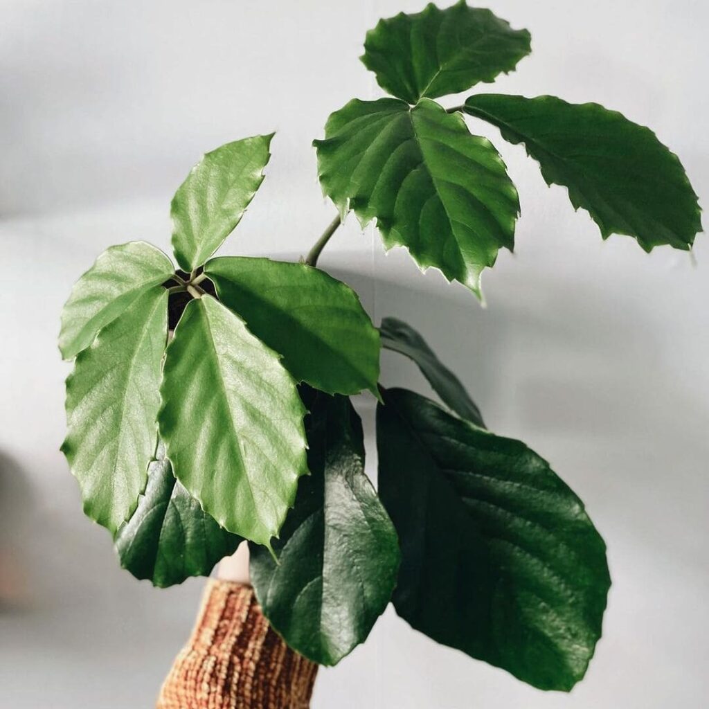 Trepadeira-castanha: a exuberância tropical ideal para paisagismo interno e externo