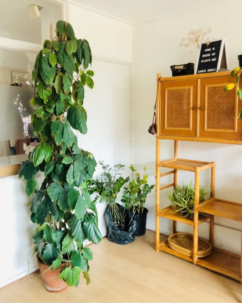 Trepadeira-castanha: a exuberância tropical ideal para paisagismo interno e externo
