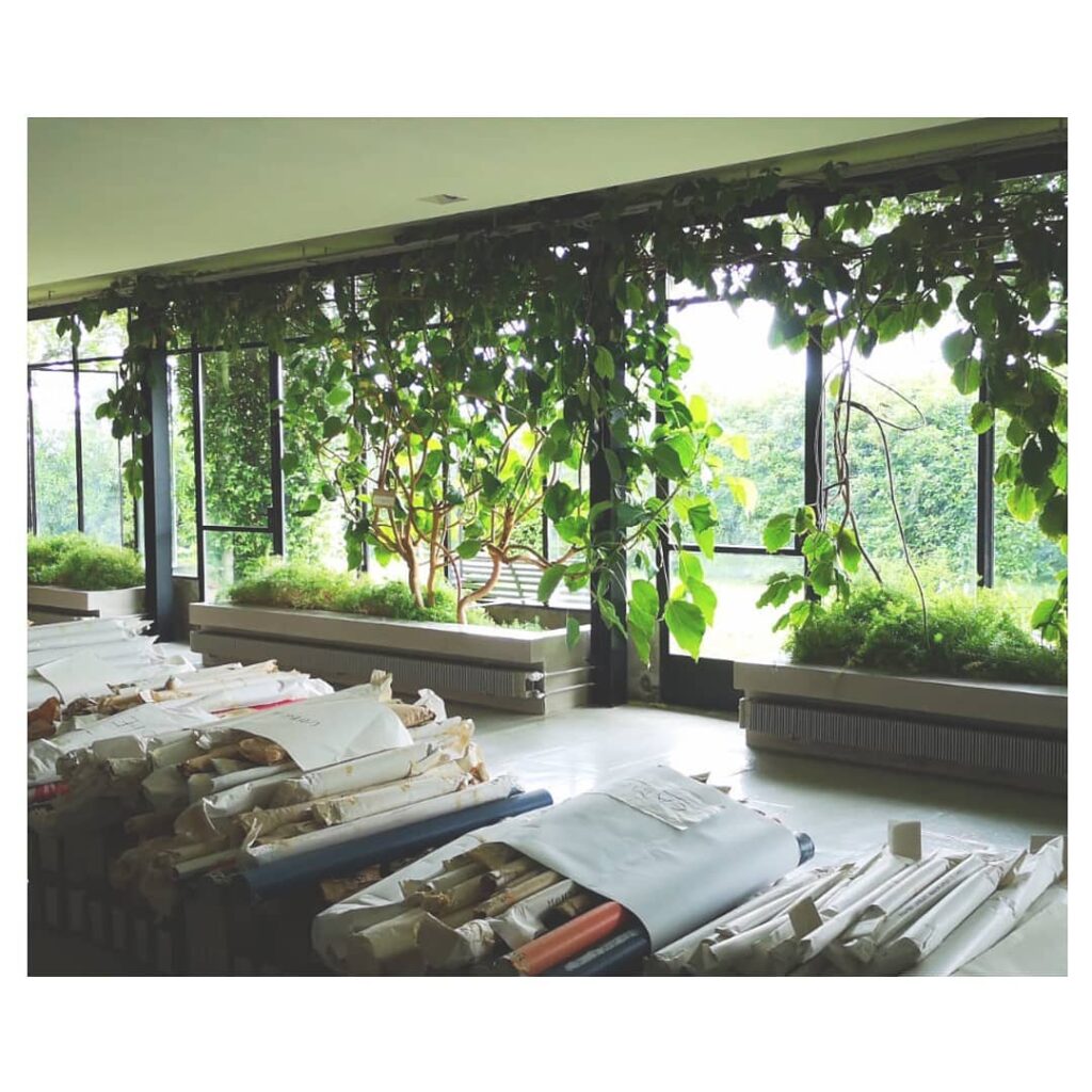 Trepadeira-castanha: a exuberância tropical ideal para paisagismo interno e externo