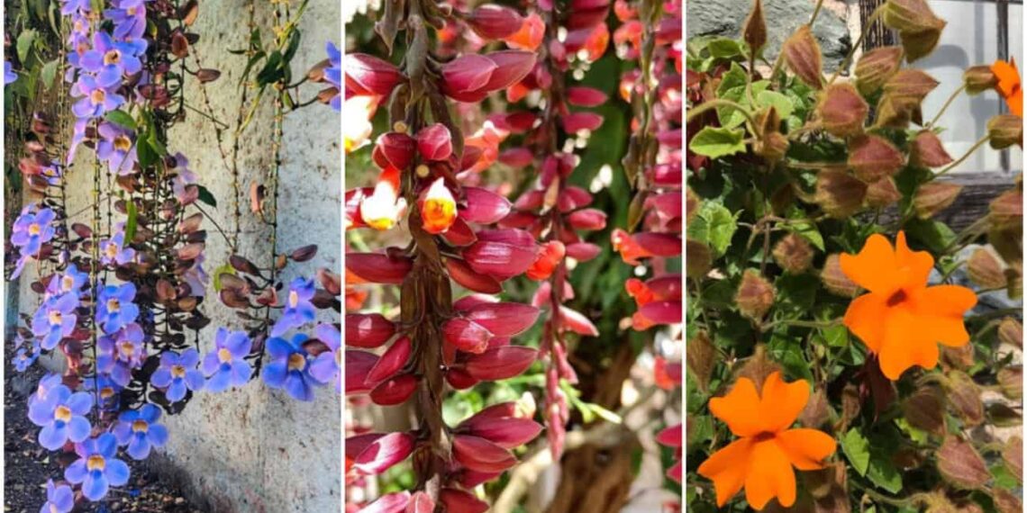 Se encante por 8 espécies de Thunbergias para Transformar seu Jardim em um Paraíso Natural