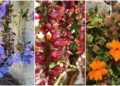 Se encante por 8 espécies de Thunbergias para Transformar seu Jardim em um Paraíso Natural
