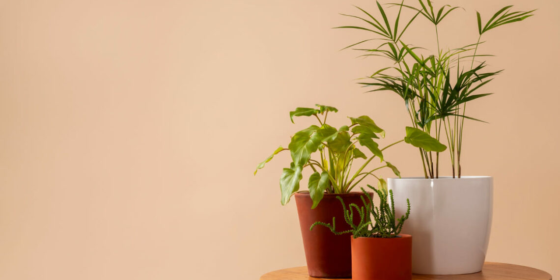plantas