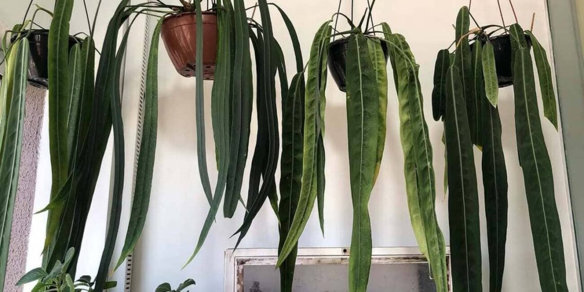 Anthurium vittarifolium