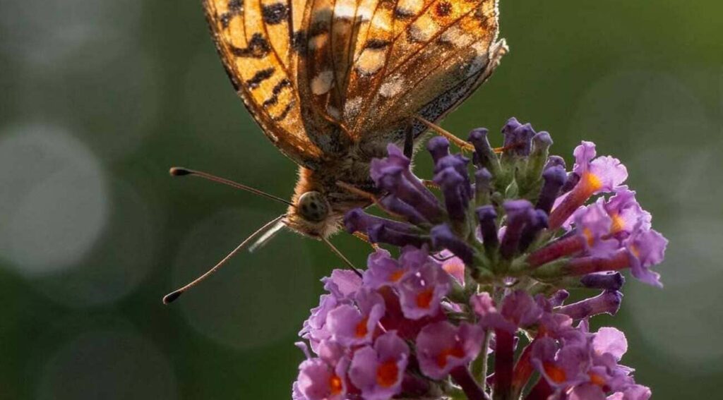 Buddleja davidii: o arbusto que encanta com sua floração e versatilidade