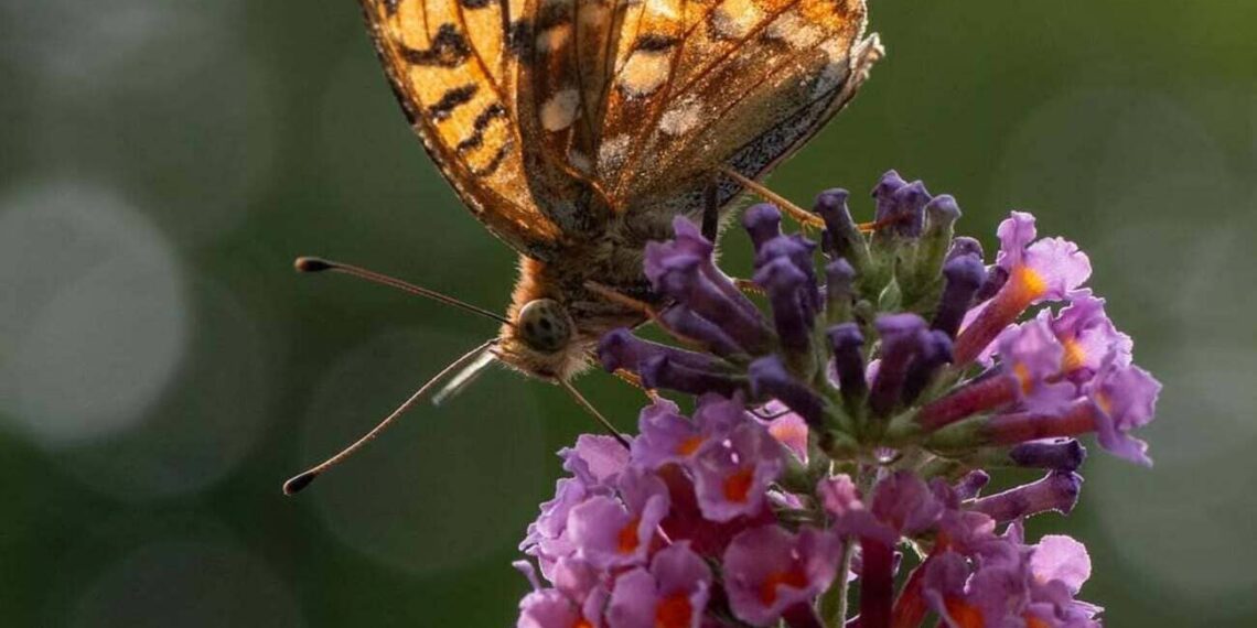Buddleja davidii: o arbusto que encanta com sua floração e versatilidade