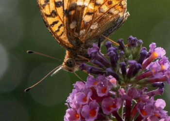 Buddleja davidii: o arbusto que encanta com sua floração e versatilidade