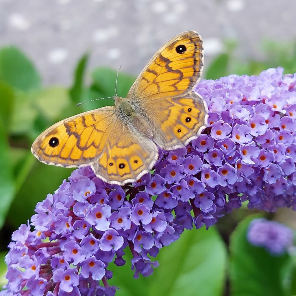 Buddleja davidii: o arbusto que encanta com sua floração e versatilidade
