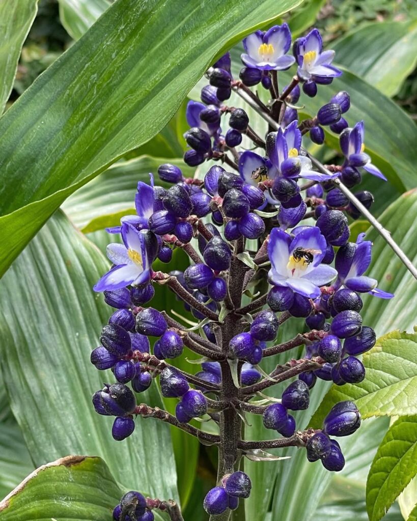 Dichorisandra Paranaensis: uma planta nativa e fascinante.