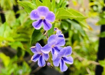 pingo de ouro Duranta erecta aurea