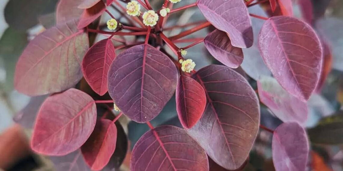 Leiteiro-vermelho (Euphorbia cotinifolia): Uma planta encantadora, mas perigosa!