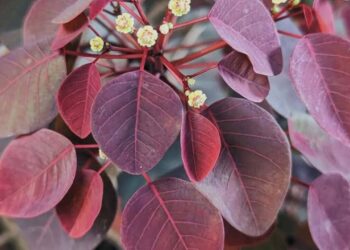 Leiteiro-vermelho (Euphorbia cotinifolia): Uma planta encantadora, mas perigosa!