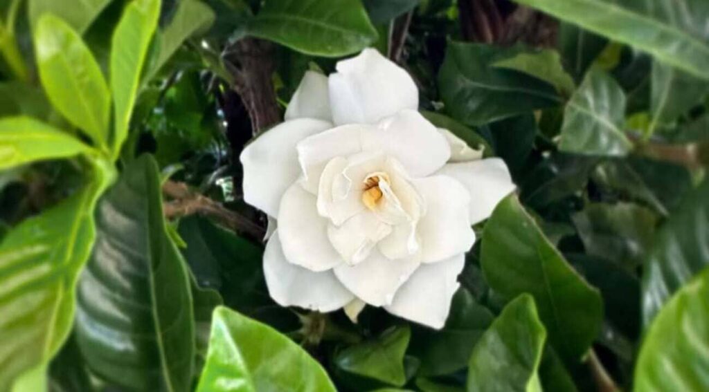Gardenia jasminoides