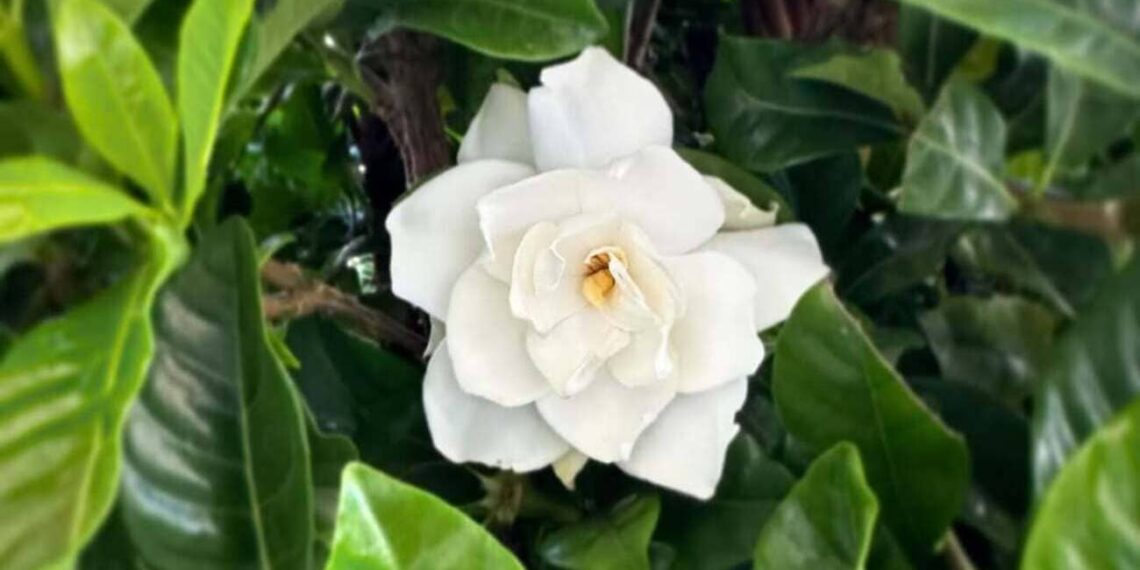 Gardenia jasminoides