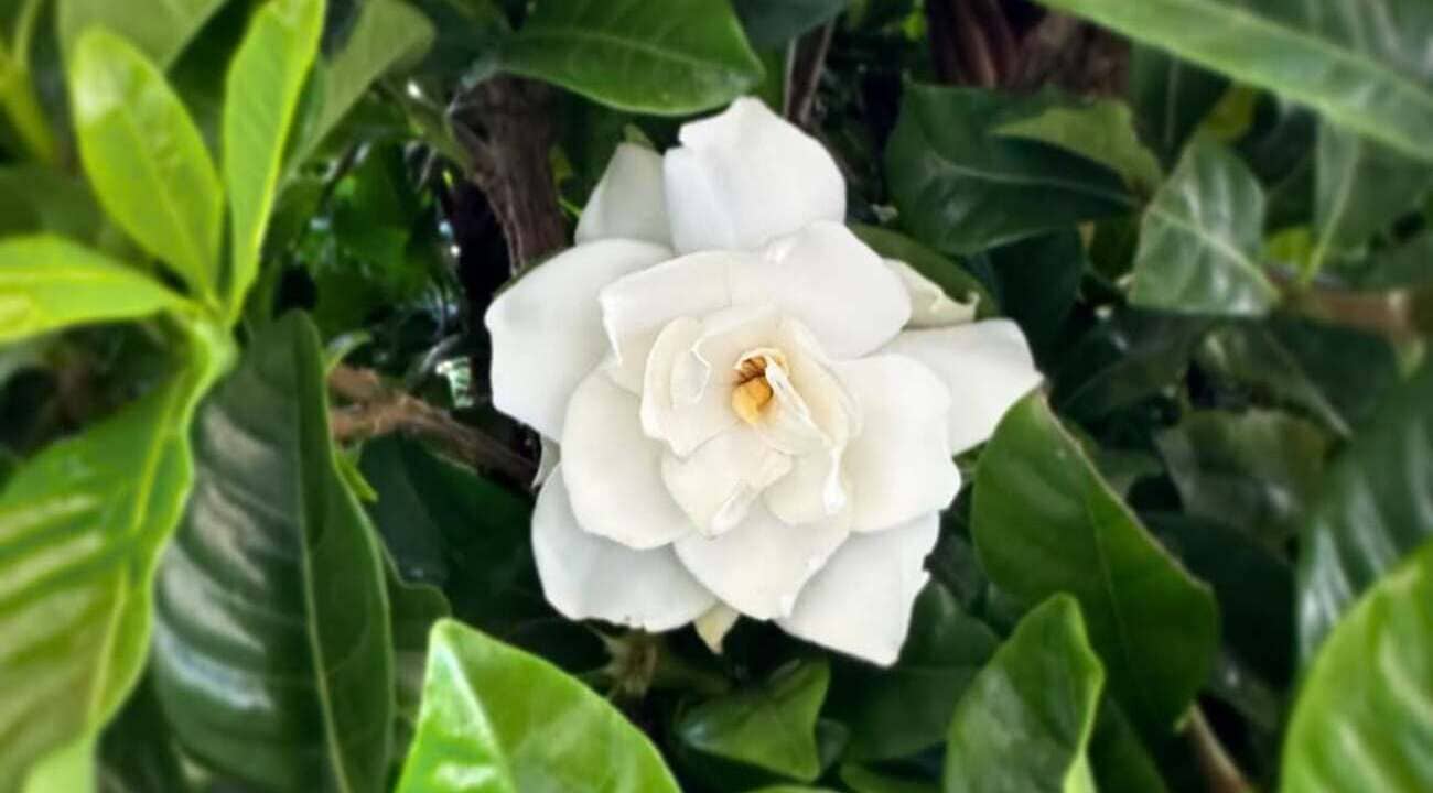 Gardenia jasminoides
