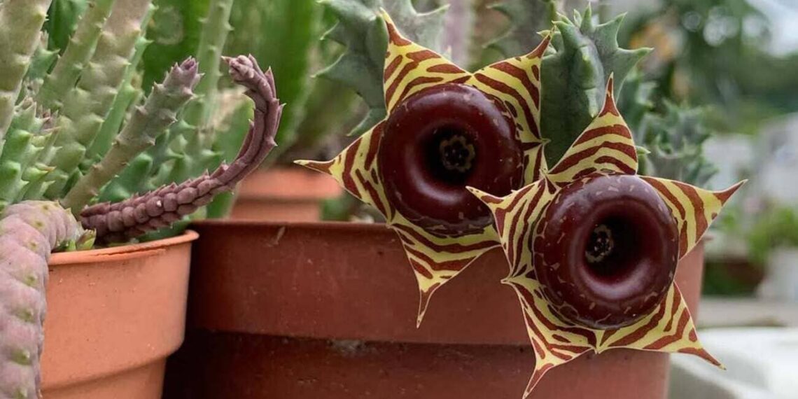 Gasteria zebrina Hernia zebrina Suculenta