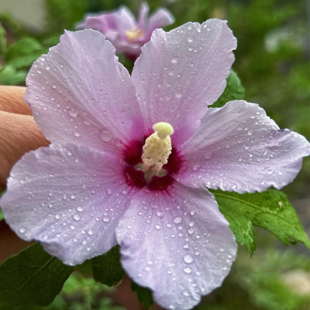 5 flores para jardim resistentes ao sol.
