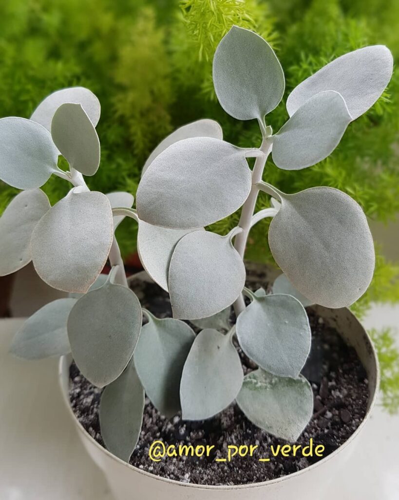 Kalanchoe Bracteata: Saiba como cuidar da popular Suculenta Colher de Prata.