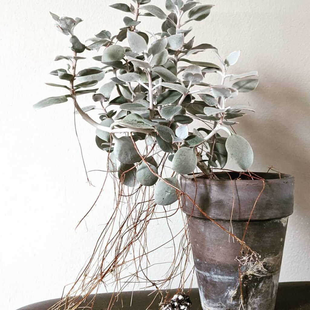 Kalanchoe Bracteata: Saiba como cuidar da popular Suculenta Colher de Prata.