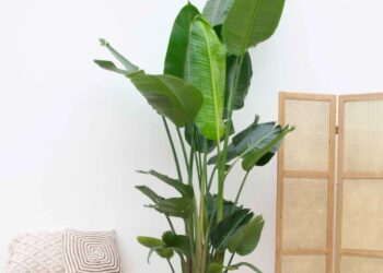 Strelitzia Nicolai