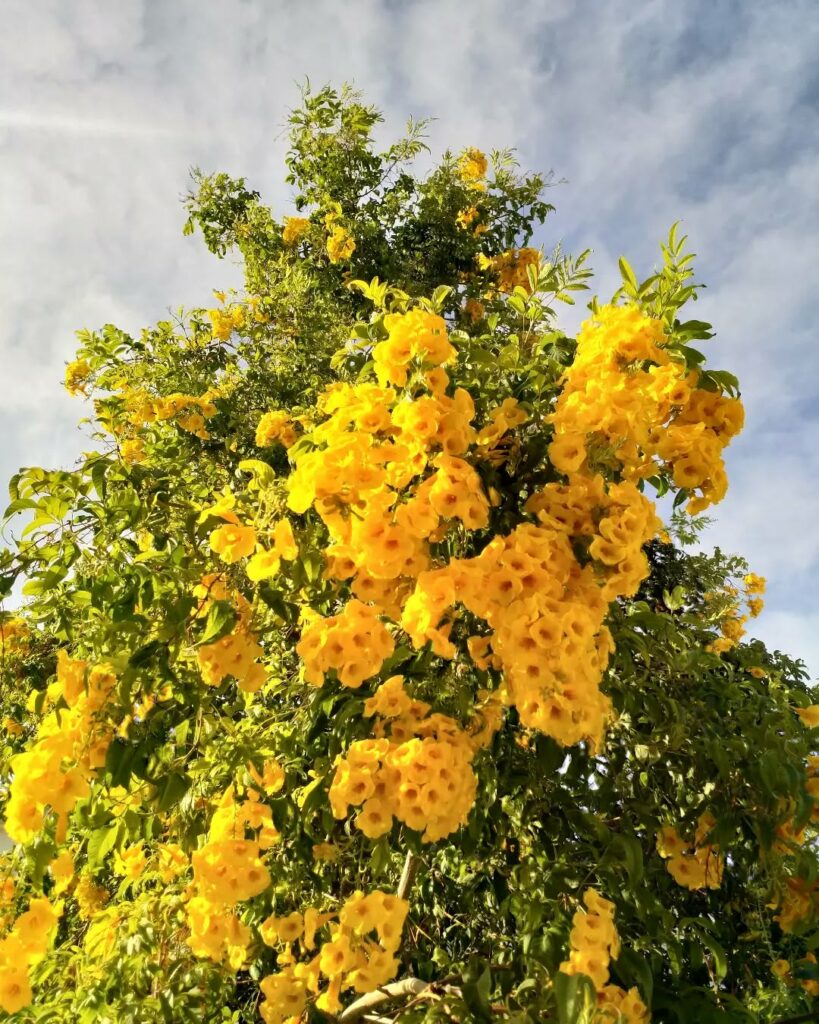 5 Árvores de Crescimento Rápido ideais para ter jardins sombreados.