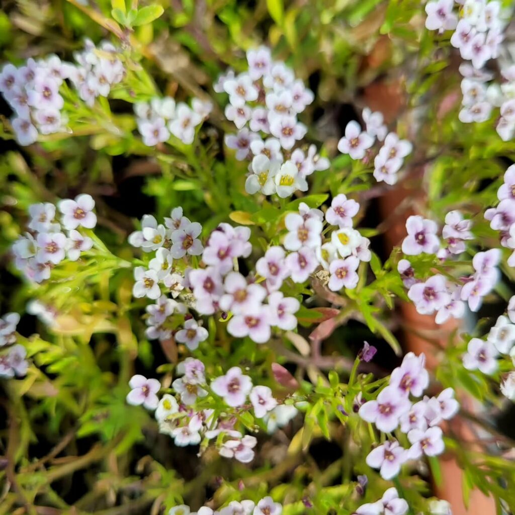 5 flores para jardim resistentes ao sol.