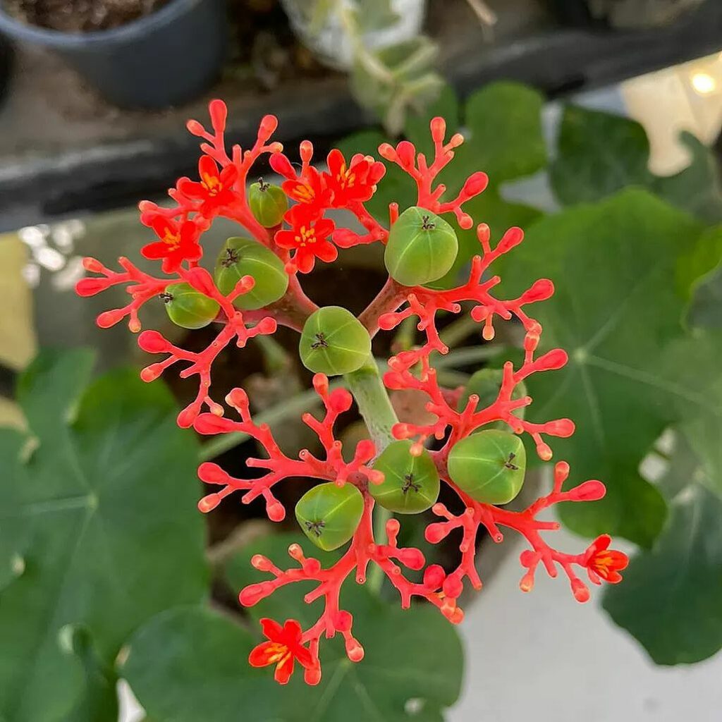 Jatrofa (Jatropha podagrica): uma planta que encanta, mas que exige cuidados devido a sua toxicidade.