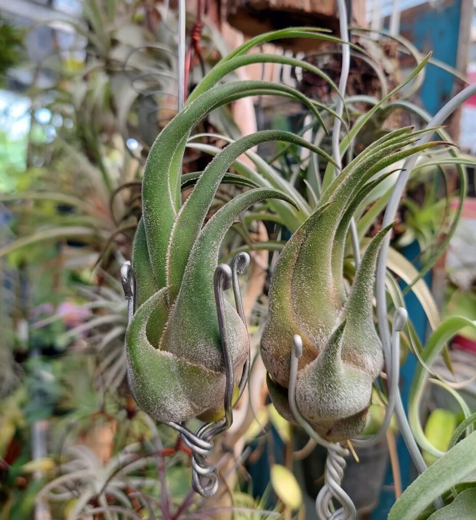 Tillandsia rinoceronte: a bromélia com folhas curvadas que se assemelham a um chifre.