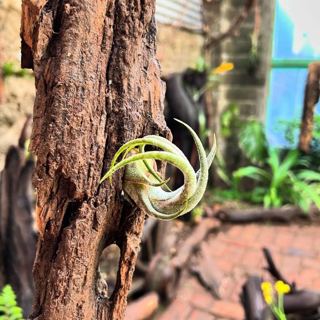 Tillandsia rinoceronte: a bromélia com folhas curvadas que se assemelham a um chifre.