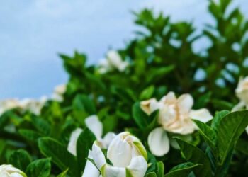 cropped-Gardenia-jasminoides-3.jpg