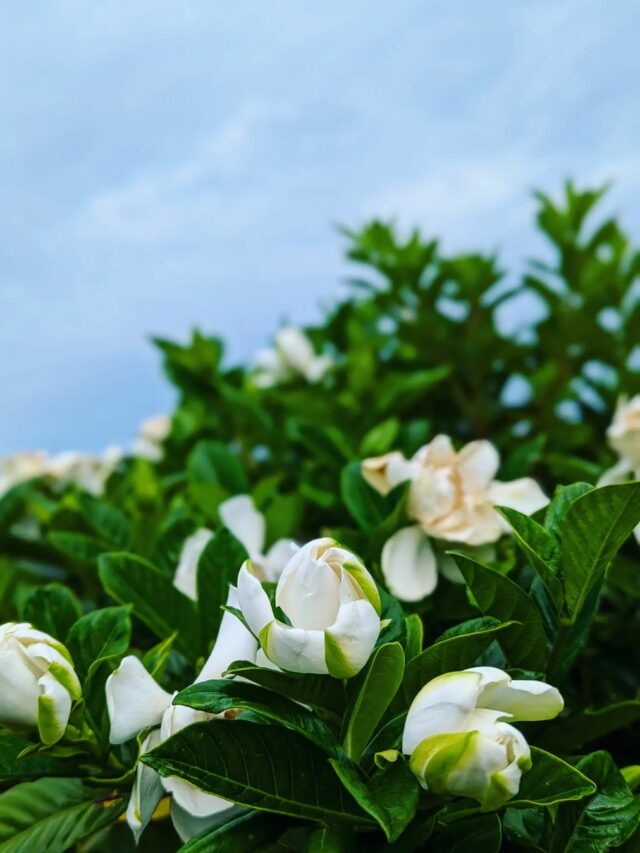 cropped-Gardenia-jasminoides-3.jpg