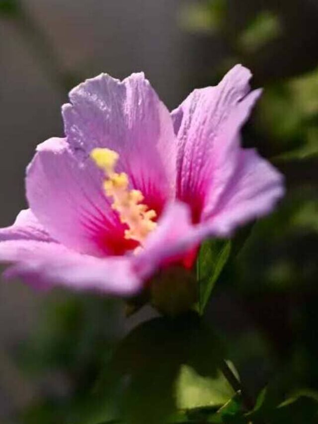 Hibiscus syriacus - hibisco da siria