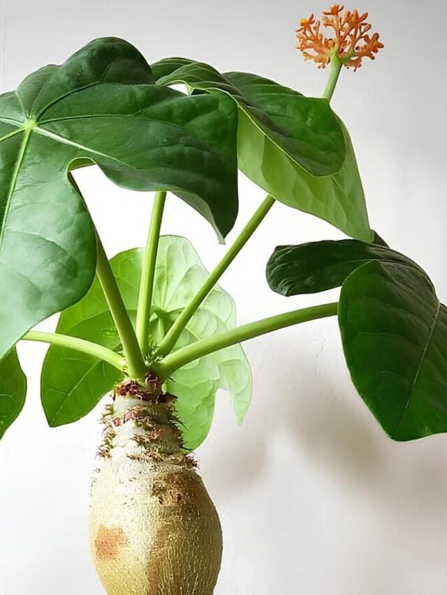 jatrofa baatata-do-inferno