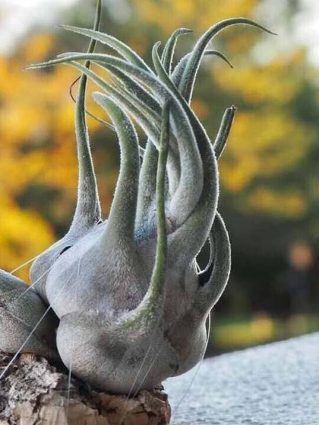 bromelia rinoceronte