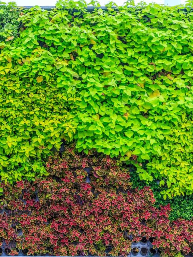 planta jardim vertical