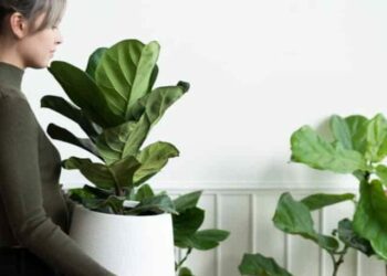 plantas que não precisam de sol o tempo todo para ter em casa.
