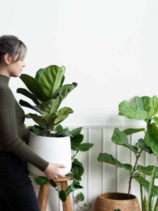 plantas que não precisam de sol o tempo todo para ter em casa.