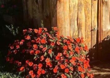 Plantas de meia sombra primavera e verão