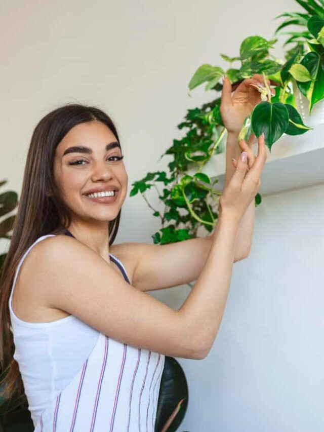 Plantas que atraem dinheiro