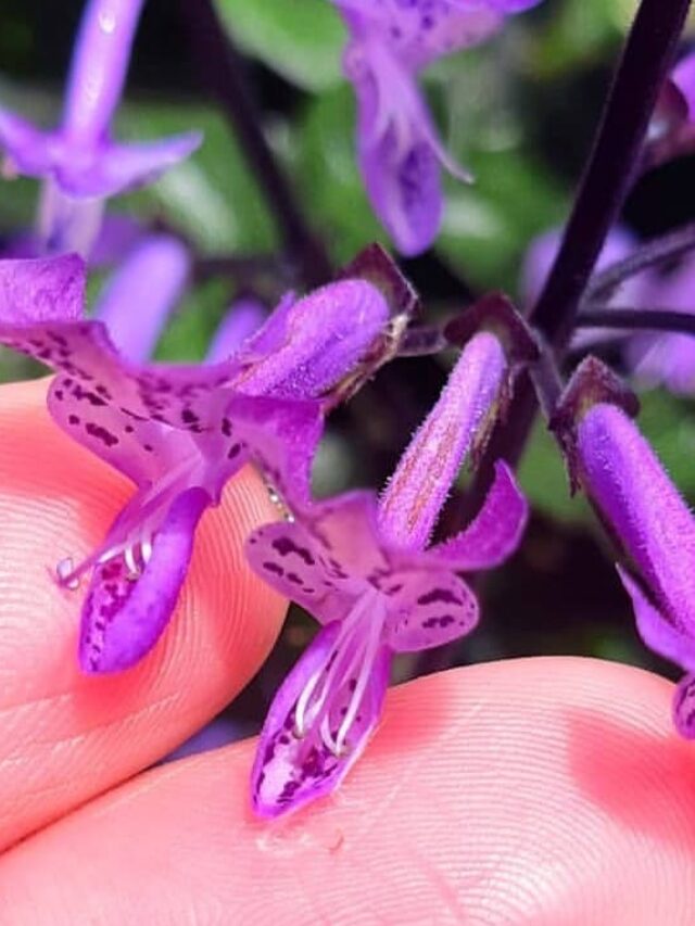 plectranthus