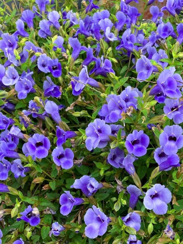 cropped-torenia-2.jpg