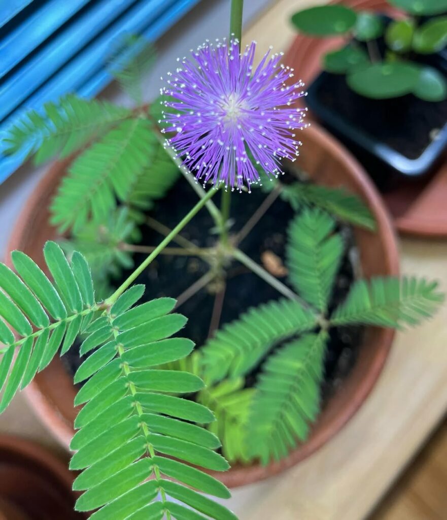 Mimosa pudica: a planta-dormideira que encanta com sua sensibilidade