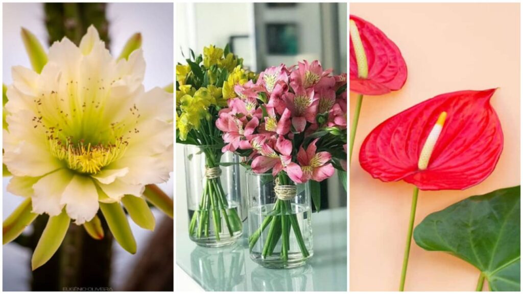 Flores de Dezembro: 5 Espécies que Trazem Magia e Encanto às Festas de Fim de Ano