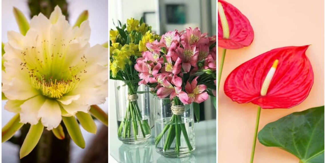 Flores de Dezembro: 5 Espécies que Trazem Magia e Encanto às Festas de Fim de Ano