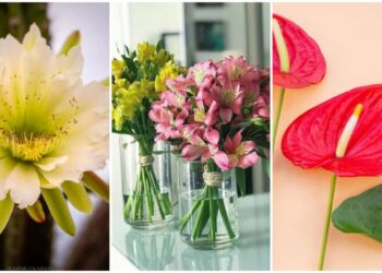 Flores de Dezembro: 5 Espécies que Trazem Magia e Encanto às Festas de Fim de Ano