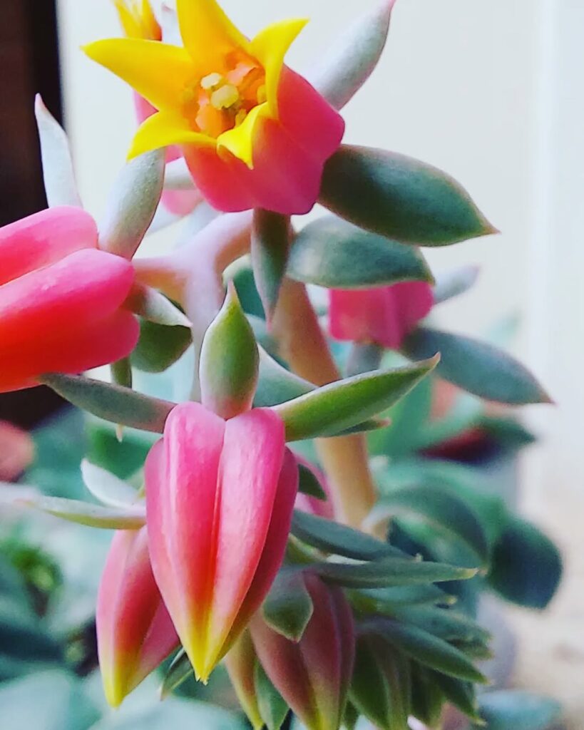 8 flores rosas que embelezam ambientes e ainda trazem um ar de delicadeza e serenidade.