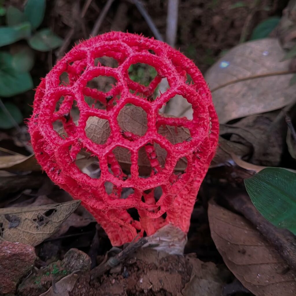 Gaiola-de-bruxa: um cogumelo que encanta e surpreende com sua aparência e funcionalidade.