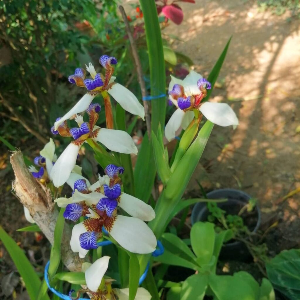 3 Plantas que Transformam Jardins em Verdadeiras Florestas Urbanas