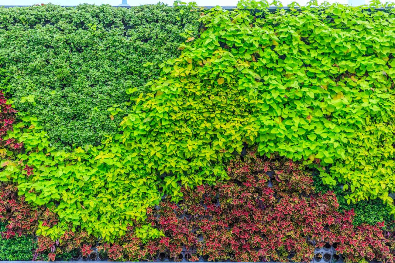 planta jardim vertical